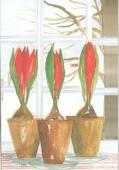 Artikelbild 1 des Artikels “Tulpankrukor “