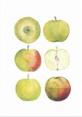 Artikelbild 1 des Artikels “Äpplen “