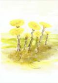 Artikelbild 1 des Artikels “Tussilago “