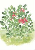 Artikelbild 1 des Artikels “Lingon “