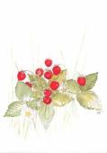 Artikelbild 1 des Artikels “Smultron “