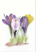 Artikelbild 1 des Artikels “Krokus “