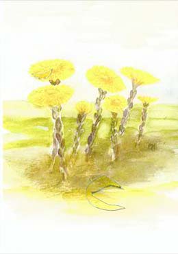 Tussilago