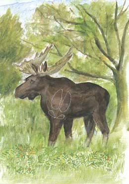 Älg