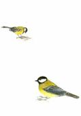 Artikelbild 2 des Artikels “Tussilago “