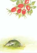 Artikelbild 2 des Artikels “Rönnbär “