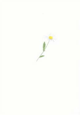 Artikelbild 2 des Artikels “Sommarbukett “