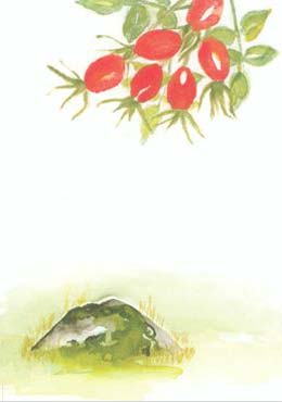 Artikelbild 2 des Artikels “Rönnbär “