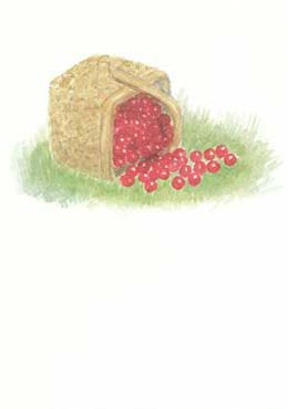 Artikelbild 2 des Artikels “Lingon “
